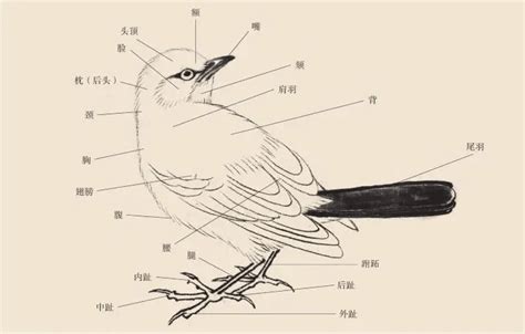 鸟 画|【国画教程】三种最常见“鸟”画法，6步速成！